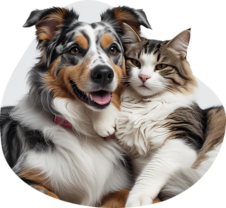 A cat and a dog together